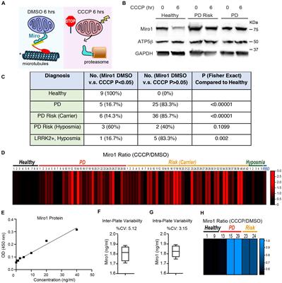 Miro1 Impairment in a Parkinson’s At-Risk Cohort